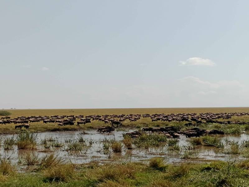 15 Days The Great North Migration-Mara River Crossing Tour