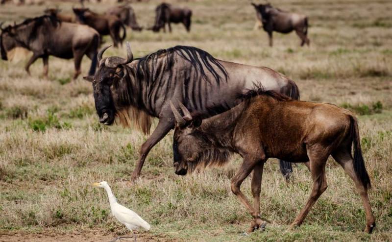 4 Day Serengeti Great Wildebeest Migration Safari Tour