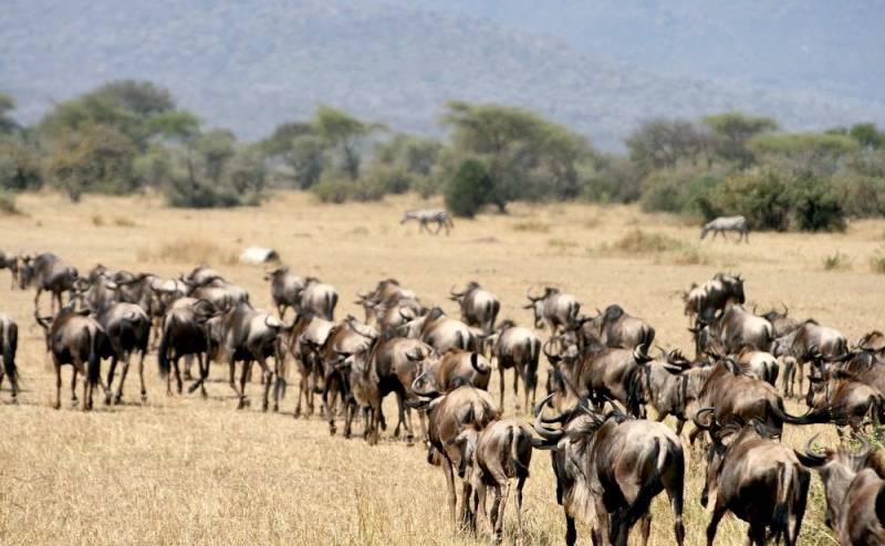6 Day Ndutu Migration Safari - Calving Season Tour
