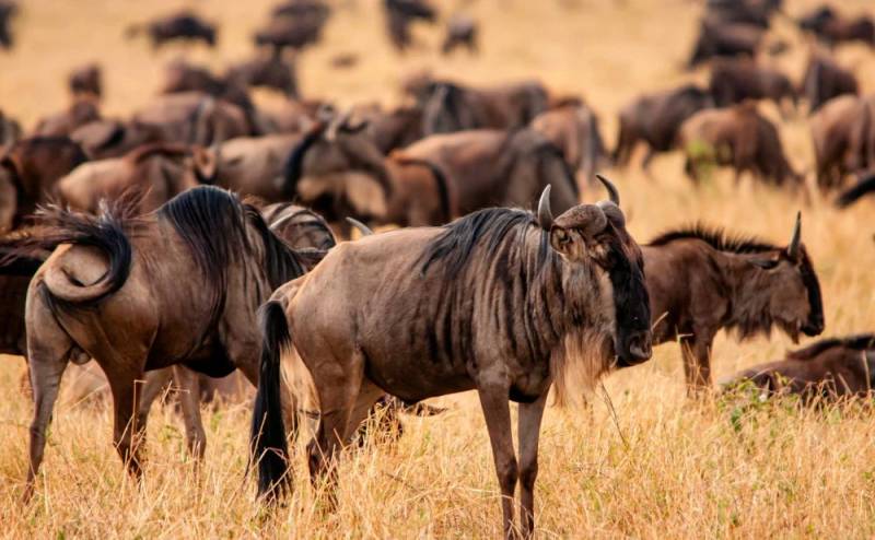 7 Day Ndutu Migration Safari Calving Season Tour