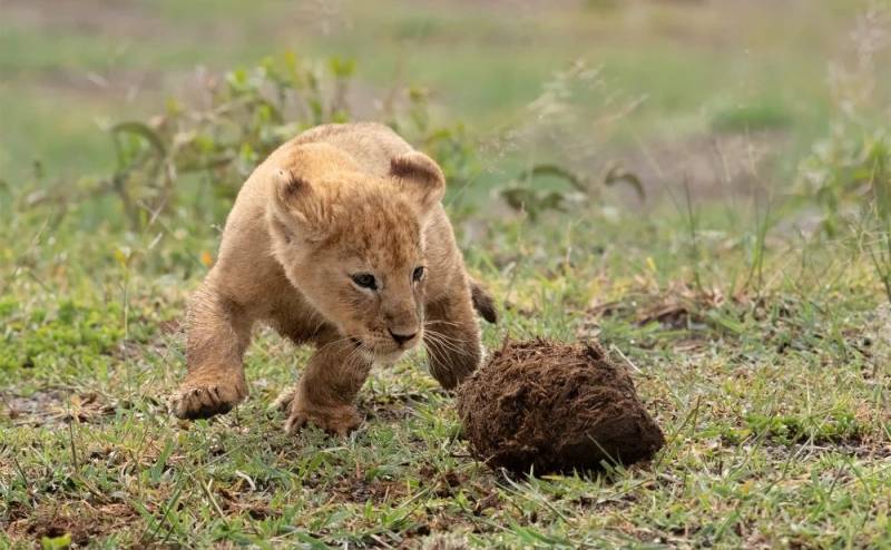 3 Day Serengeti National Park And Ngorongoro Crater Safari Tour