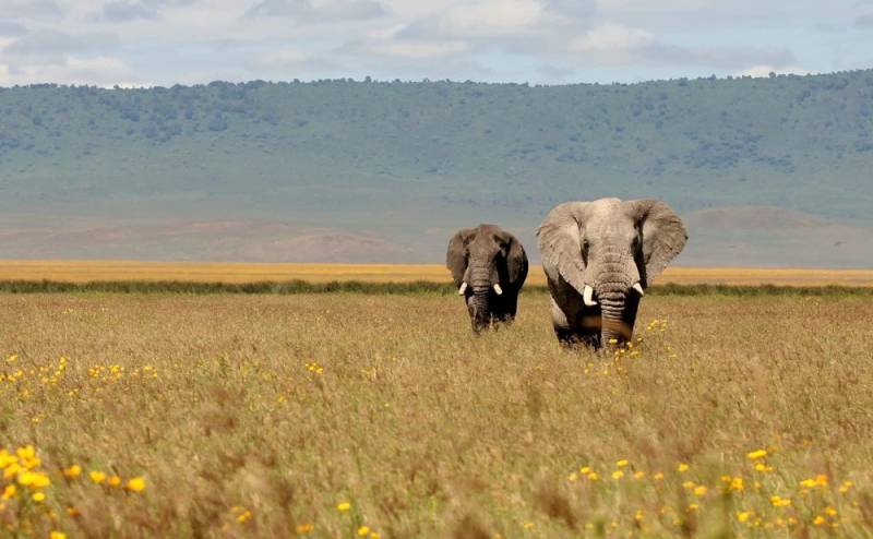 2 Day Tarangire National Park - Ngorongoro Safari Tour