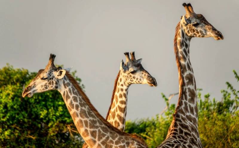 2 Days Nyerere National Park Safari Tour Image