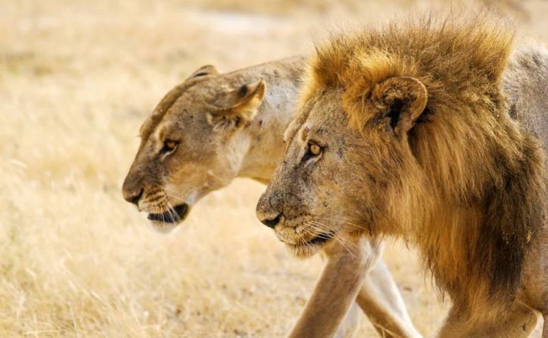 3 Day Nyerere National Park Safari Tour Image