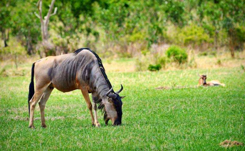 2 Day Mikumi National Park Camping Safari Tour Image