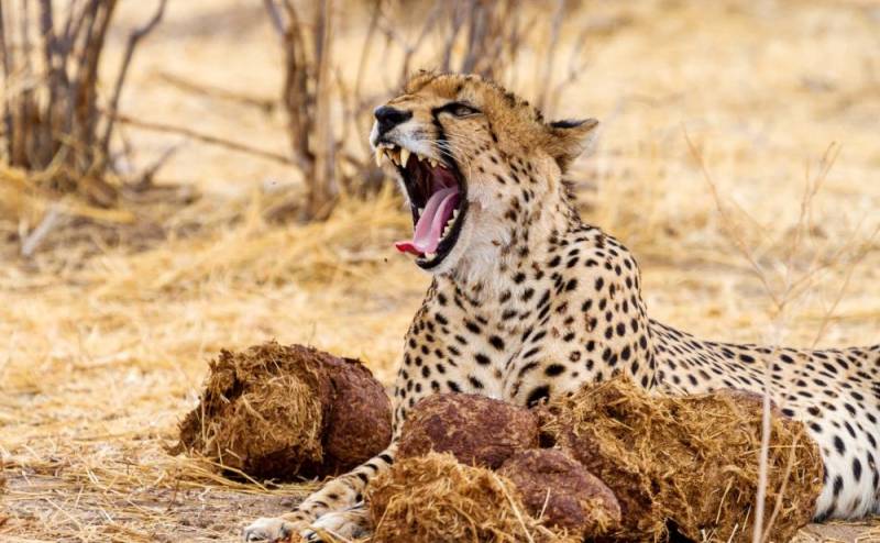 7 Day Mikumi - Udzungwa - Ruaha National Park Safari Tour Image
