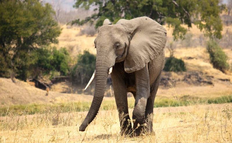 5 Day Ruaha National Park Safari Adventure Tour