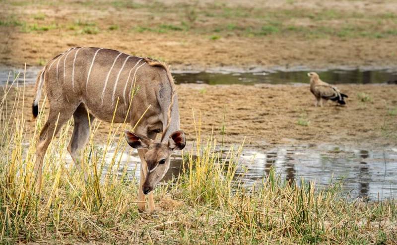 4 Days Ruaha National Park Safari Tour Image