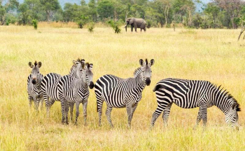 5 Day Nyerere - Mikumi And Udzungwa Safari Adventure Tour Image