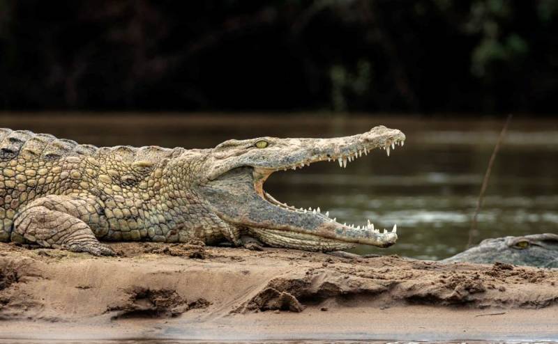 4 Day Mikumi - Nyerere National Parks Adventure Tour