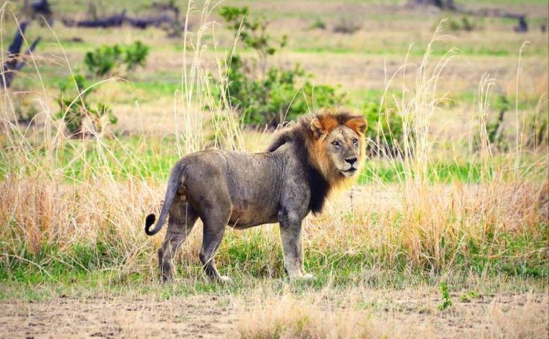 3 Day Mikumi National Park Safari Tour Image