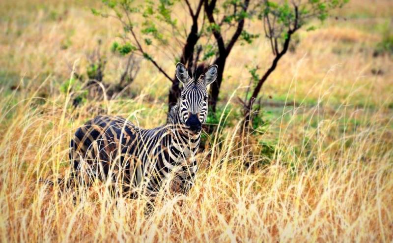 2 Day Mikumi National Park Midrange Safari Tour