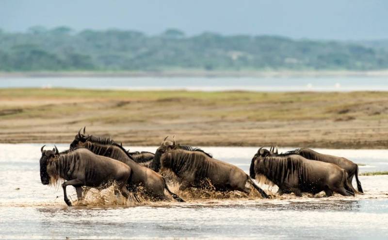 6 Day Serengeti Migration Safari Tour Image