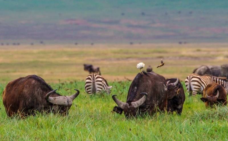 7D Tarangire - Serengeti - Ngorongoro - Hadzabe Tribe And Lake Manyara National Park Safari Tour Image
