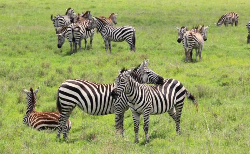 7D 6N Safari To Arusha - Tarangire - Serengeti - Ngorongoro Crater Tour
