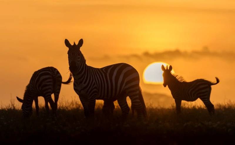 6Days 5Nights Safari Serengeti - Tarangire And Ngorongoro Tour Image