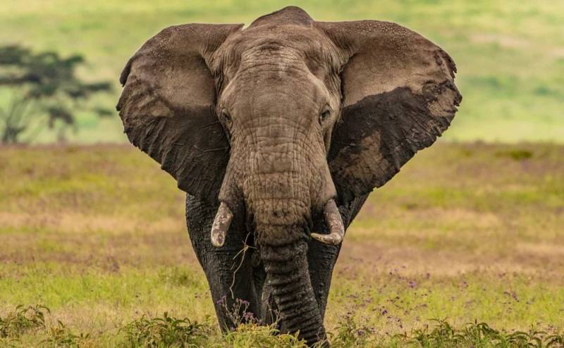 4 Day Tarangire - Serengeti And Ngorongoro Crater Safari Tour Image