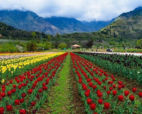 Srinagar Tour Package 4D - 3N
