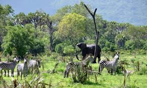 3 Nights 4days Arusha-ngorongoro Crater Tour
