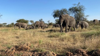 4 Nights 5 Days JRO Kilimanjaro International Airport - Ngorongoro Crater Tour