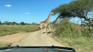 4 Nights 5 Days JRO Kilimanjaro International Airport - Ngorongoro Crater Tour