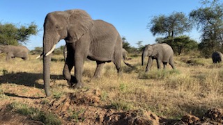 4 Nights 5 Days JRO Kilimanjaro International Airport - Ngorongoro Crater Tour