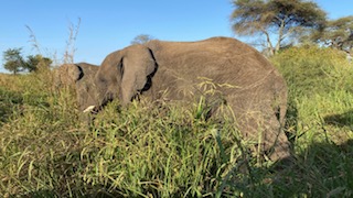 5- Day Arusha- Serengeti Tour