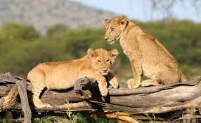 6-Day Of Tanzania Luxury Tour