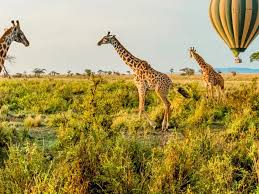 8- Safari Days of Adventure Tour