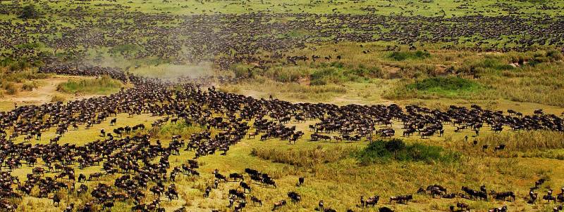 Serengeti 3 Days Fly-In Safari Tour From Zanzibar Image