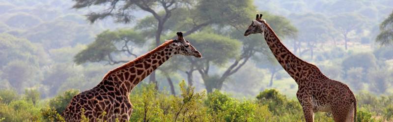 12 Days 11 Nights Kenya - Tanzania Safari Circuit Tour Image