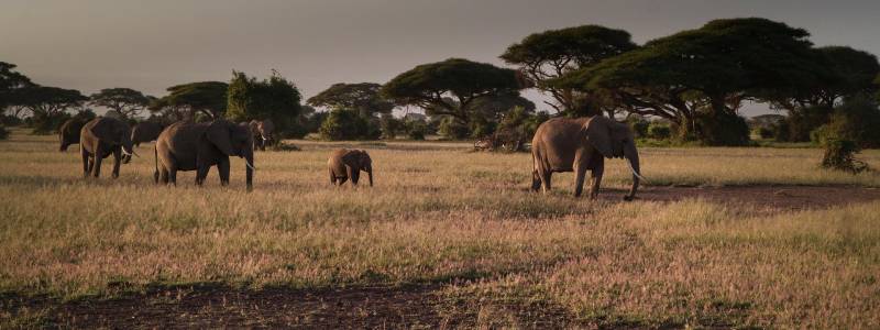 9 Days - 8 Nights Safari Beach Combination Tour Image