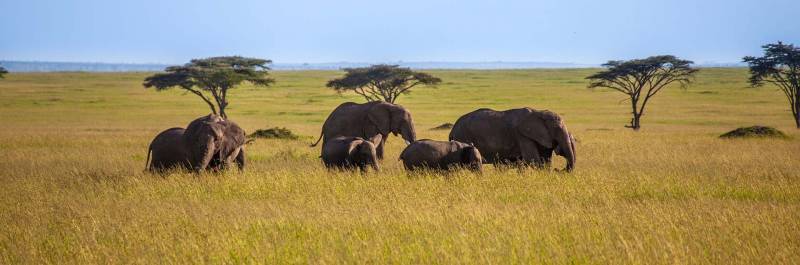 14 Days - 13 Nights Safari - Zanzibar Combination Tour Image