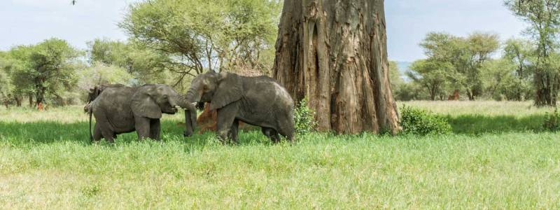 21 Days - 20 Nights Camping Safari - Zanzibar Combination Tour Image