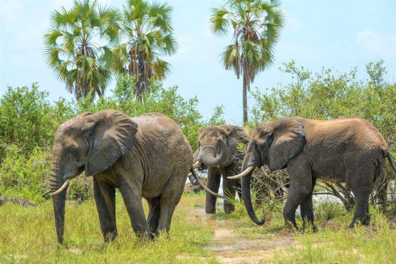 2 Days Safari Zanzibar To Selous Game Reserve Tour