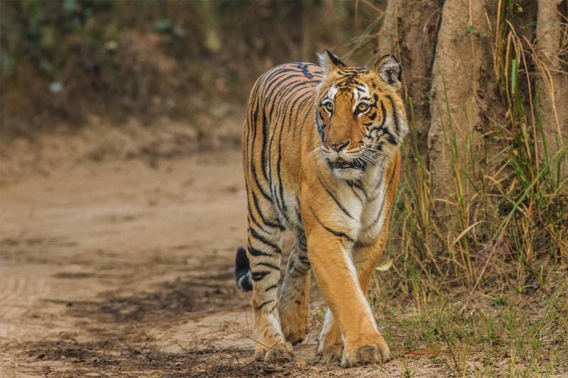 Corbett Wildlife Safari Tour 4 Night - 5 Days
