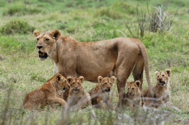 8 Days Mikumi - Udzungwa And Ruaha National Parks Tour Image