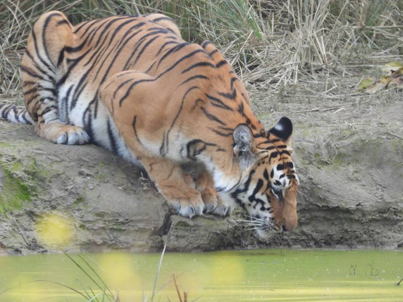 Jim Corbett National park service - Moksh Adventure