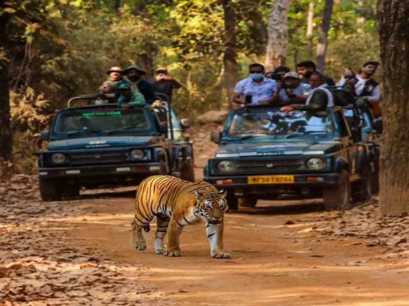 Jim Corbett National park service - Moksh Adventure