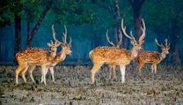 I Night 2 Day Sundarban Tiger Reserve Campaign