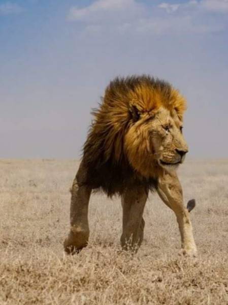 Great Migration Safaris, Tanzania