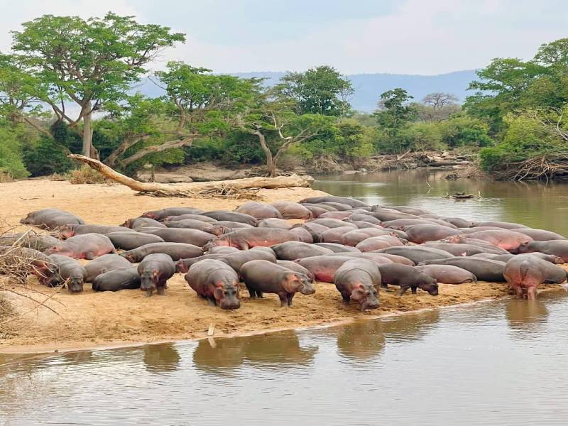 5 Days 4 Nights Northern Tanzania Safari