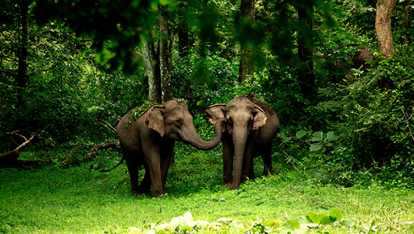 Kerala Package for 6 Nights 7 Days
