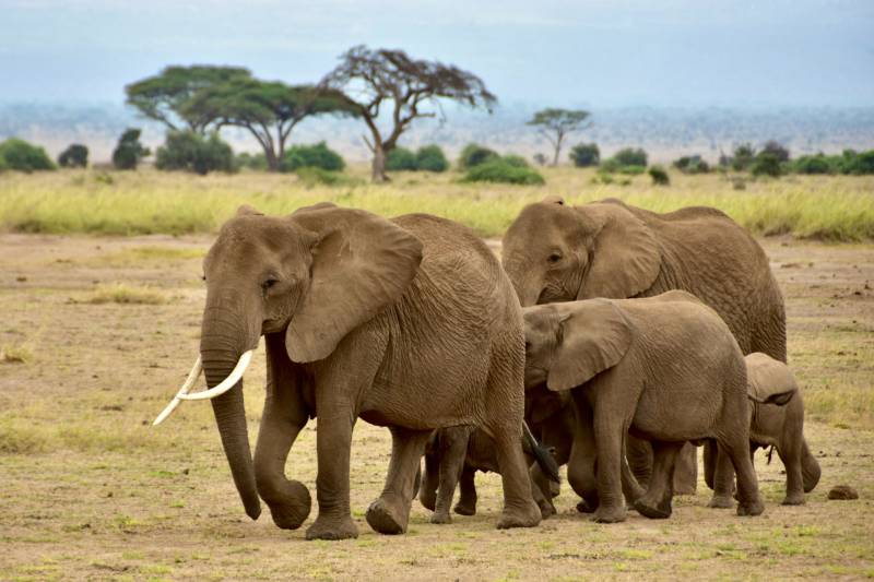 The Wonders Of Amboseli - A Safari Adventure Tour Image