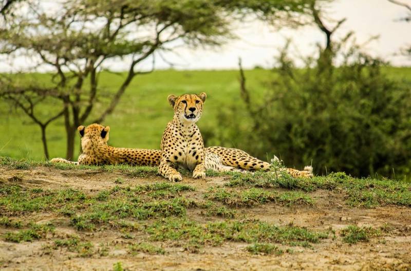 5 Days 4 night Wildlife safari Lake Manyara - Serengeti - Ngorongoro