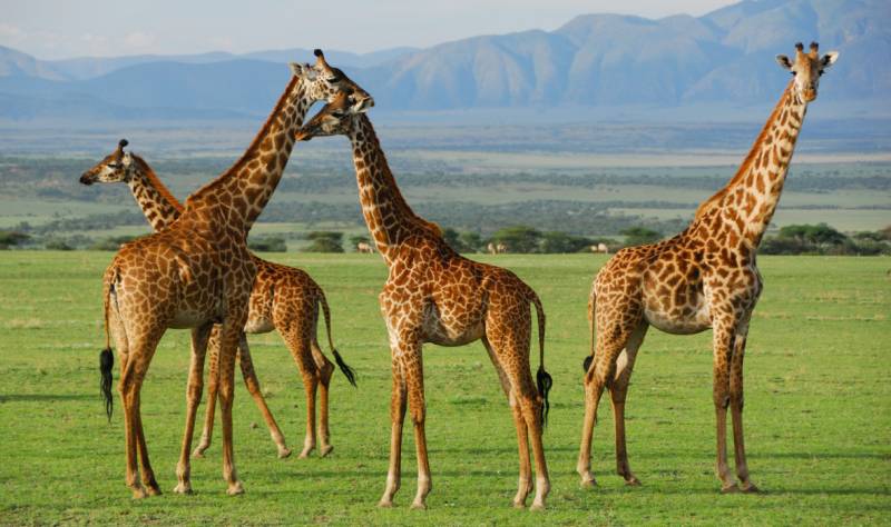 12 Day Premium Safari And Beach Tour