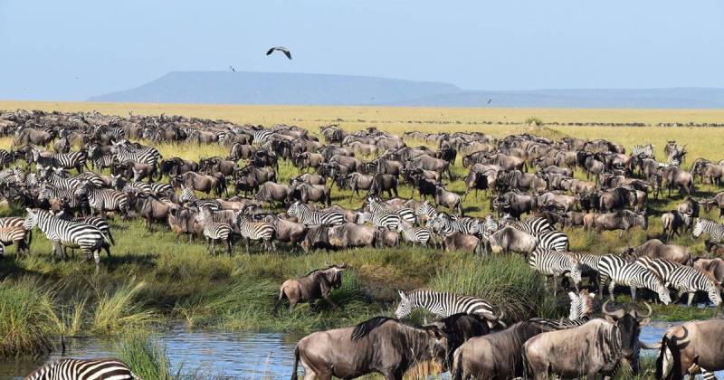 10 Days - 9 Nights Tanzania Safari With Beach Tour