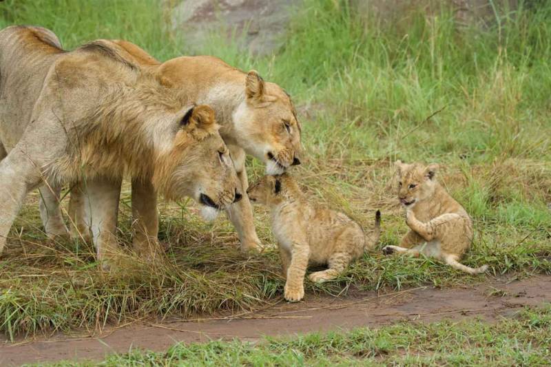 8 Days Wildebeest Migration Safari Tour