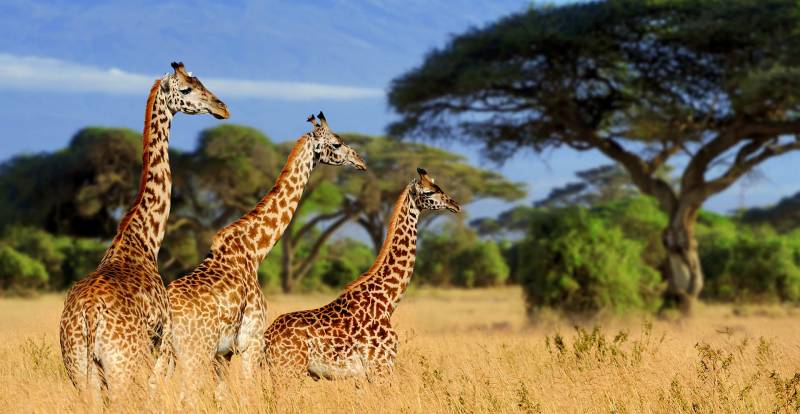 Day Trip - Tarangire national Park Image