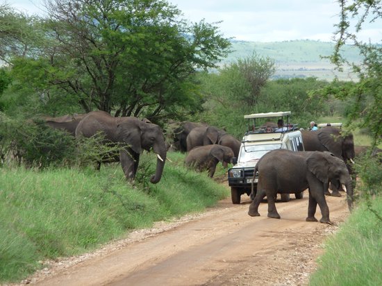 Day Trip - Tarangire national Park